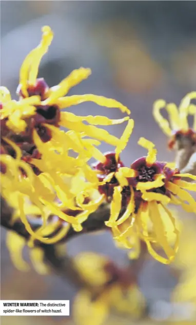  ??  ?? WINTER WARMER: The distinctiv­e spider-like flowers of witch hazel.