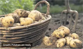  ??  ?? Growth: Potatoes are ready
WATCH out for scarlet lily beetle and remove it where found – they’re clever bugs and will hop off the stem as you approach so try and cup one hand below to catch them!