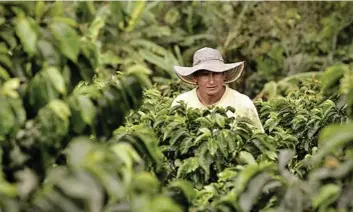  ?? EE ?? Los posos de café de sus cápsulas sirven para crear compost que se utiliza para fertilizar plantacion­es de arroz en el Delta del Ebro.
