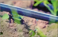  ?? TIM MARTIN THE DAY ?? A water droplet falls from a section of irrigation hose on Tuesday as it hydrates rutabaga plants at Hunts Brook Farm in Waterford, owned by Rob Schacht.