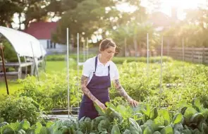  ?? NYT ?? Chef Whitney Otawka picks collard greens in the garden of the Greyfield Inn. She is a former “Top Chef” contestant.