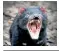  ??  ?? Tasmanian devils have suffered an 80 per cent decline in numbers since the Nineties, partly due to cancer