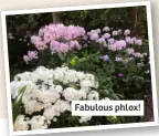  ?? ?? Fabulous phlox!