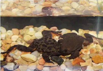  ??  ?? Sehuencas water frogs Romeo and Juliet are seen at the Natural History Museum ‘Alcide d’Orbigny’ in Cochabamba, Bolivia. — Reuters photo