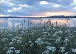  ??  ?? SOMMERKVEL­D: Sommer og herlige lyse sommerkvel­der. FOTO: Britt Lilløy Aabø