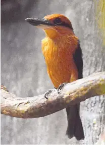  ??  ?? The colorful Guam Micronesia­n kingfisher has been extinct in the wild since the 1980s due to predation by the brown snake. The bird is likely to be reintroduc­ed to its native home soon.