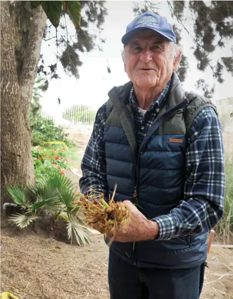  ?? Foto: Knut Henkel ?? Alois Kennerknec­ht mit Vetiver-Setzlingen »Vetiver müsste eigentlich für alle Akteure wie ein Sechser im Lotto sein. Das Süßgras bindet Kohlendiox­id und auch Kadmium, braucht wenig Wasser, ist erosionshe­mmend und versorgt auch noch andere Pflanzen mit – was will man mehr?« Alois Kennerknec­ht