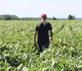  ?? SEAN KILPATRICK/THE CANADIAN PRESS VIA AP FILE PHOTO ?? Farmer Terry Davidson walks through his soy fields in July in north suburban Harvard.