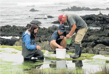  ?? Picture: LYNETTE CLENNELL ?? ANCIENT SECRETS: NMMU’s Professor Renzo Perissinot­to, right, collects samples with students at rare living rock pool systems in the Eastern Cape