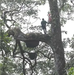  ?? ?? Bee hunters often climb very tall trees in order to find bee hives in the wild. — JUNGLE HOUSE