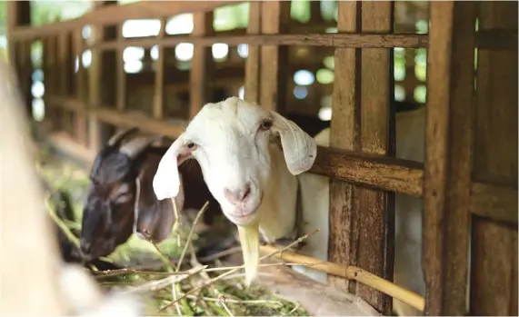  ??  ?? LEFT A goat farm has been modernised with a new livestockr­aising method that increases productivi­ty as well as the standard of farming.