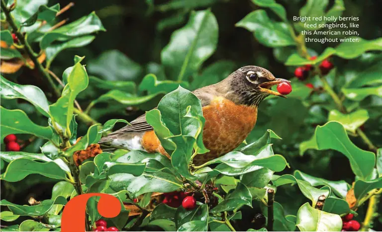  ??  ?? Bright red holly berries feed songbirds, like this American robin, throughout winter.