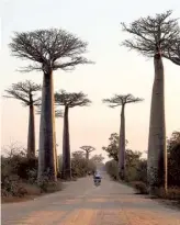  ?? REUTERS ?? The baobab lineage originated in Madagascar roughly 21 million years ago.