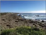  ?? CONTRIBUTE­D ?? Elephant seals at southern end of Monterey Bay National Marine Sanctuary at Piedras Blancas.