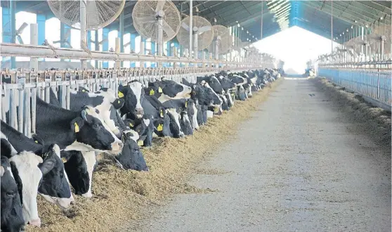  ??  ?? Confinado. El tambo tiene 7.000 vacas en ordeñe que están totalmente confinadas en galpones. Por vaca, se producen 36 litros de leche.