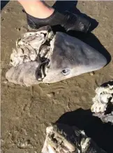  ??  ?? A shocking find. The possibilit­y that these shark heads could be bycatch, cannot be ruled out.