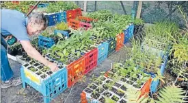  ??  ?? Milking it: Cleaned out, cut-up cardboard milk bottle cartons make for useful plant pots. The nursery desperatel­y needs more donated.