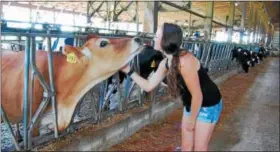  ?? LISA MITCHELL — DIGITAL FIRST MEDIA ?? The Lesher family of Bernville received the 2018 Berks County Outstandin­g Farm Family, sponsored by the Berks County Grange and the Reading Fair. Olivia Lesher, 16, pictured in the diary barn.