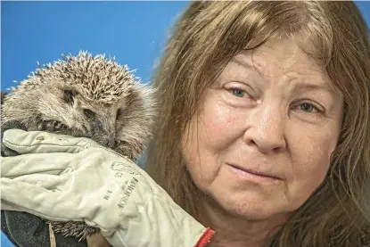  ?? FOTO: ?? FAVORIT. Utöver fåglar kommer det mest igelkottar och ekorrar till Högholmens djursjukhu­s, men ibland blir det lite mer exotiskt. I somras vårdade Andrea Kurtén en snok som tappat svansen. Under åren har hon också skött lodjur och hjortar.