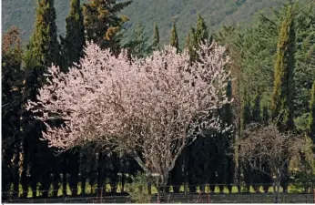  ??  ?? À Valflaunès, un amandier en fleurs annonce le printemps au milieu des rangs de vignes.