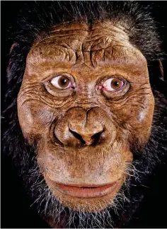  ??  ?? One of the family: Face of Australopi­thecus anamensis