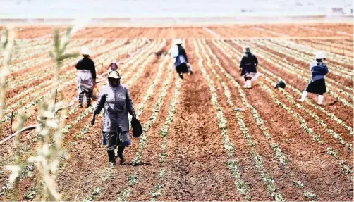  ?? | SIPHIWE SIBEKO | Reuters | African News Agency (ANA) | Archive ?? FARM workers at Klippoorti­e, Gauteng, in this 2012 file photo.