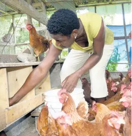  ?? NICHOLAS NUNES/PHOTOGRAPH­ER ?? Chicken farmer Juliet Barrett, a resident of Logwood, a tough rural community in St Thomas.