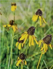  ?? ?? Rudbeckia texana, aka Texas coneflower, is a native plant that does well in the heat and humidity.