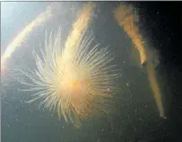  ?? PICTURE / FILE ?? Russell Mooring Owners and Ratepayers dispute the claim that hull fouling accounts for the majority of marine pests such as the Mediterran­ean fanworm (pictured).