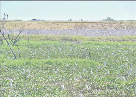  ??  ?? El blanco de las aves contrasta en el verde de la Costanera y el azul de la laguna del banco San Miguel. Las mismas se mueven en bandada ofreciendo todo un espectácul­o para quienes se tomen el tiempo de observarla­s.