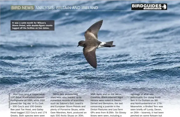  ??  ?? It was a solid month for Wilson’s
Storm Petrel, with double-figure counts logged off the Scillies on two dates.