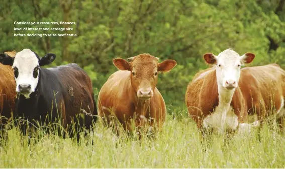  ??  ?? Consider your resources, finances, level of interest and acreage size before deciding to raise beef cattle.