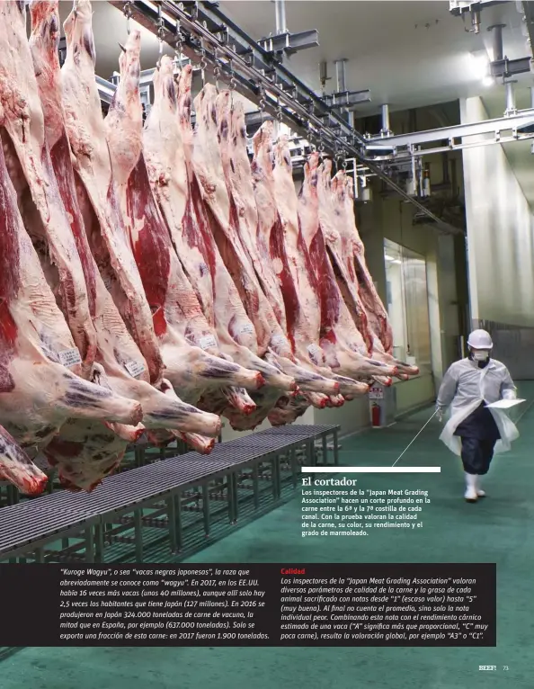  ??  ?? El cortador Los inspectore­s de la “Japan Meat Grading Associatio­n” hacen un corte profundo en la carne entre la 6ª y la 7ª costilla de cada canal. Con la prueba valoran la calidad de la carne, su color, su rendimient­o y el grado de marmoleado.