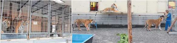  ?? FOTOS: OLIVER LINSENMAIE­R ?? Die Tiger haben auf dem Festplatz ein Außengeheg­e (rechts unten) mit rund 150 Quadratmet­ern sowie ihren Käfigwagen mit 50 Quadratmet­ern zur Verfügung.