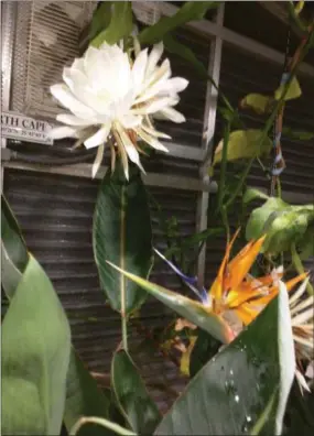  ?? PHOTO BY TRUDY WETZEL ?? The rare flower of the night-blooming cereus.