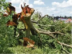  ??  ?? In Ehingen hat das Unwetter nicht nur Keller unter Wasser gesetzt, sondern auch Bäu me entwurzelt: Umgestürzt ist zum Bedauern der Bewohner auch eine über 100 jäh rige Eiche, die an einer Anhöhe gewachsen war.