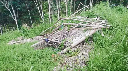  ??  ?? Home no more: An orang asli house at Kampung Ralak, Pos Kemar, that was believed to have been trampled by elephants searching for food.