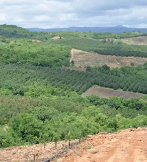  ?? Photos: Lindi Botha ?? ABOVE: Macadamia orchards in South Africa are increasing by about 2 000ha/year. This growth has necessitat­ed the formation of an independen­t industry body that can focus on developing this burgeoning industry.ABOVE RIGHT: About 98% of macadamia nuts produced in South Africa are exported, requiring strong relationsh­ips with export partners.