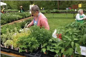  ?? PHOTO BY PAM BAXTER ?? Hundreds of herbs and dozens of salvias await gardeners at the Herb Society of America’s (Philadelph­ia Unit) annual sale in Chester Springs.