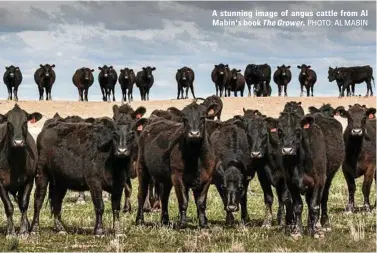  ?? PHOTO: AL MABIN ?? A stunning image of angus cattle from Al Mabin's book The Grower.