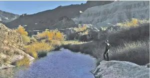  ?? RICK LOOMIS/THE NEW YORK TIMES ?? Sophie Parker, a senior scientist with the Nature Conservanc­y in Los Angeles, on the bank of the Amargosa River, in Tecopa, Calif., on Dec. 5.