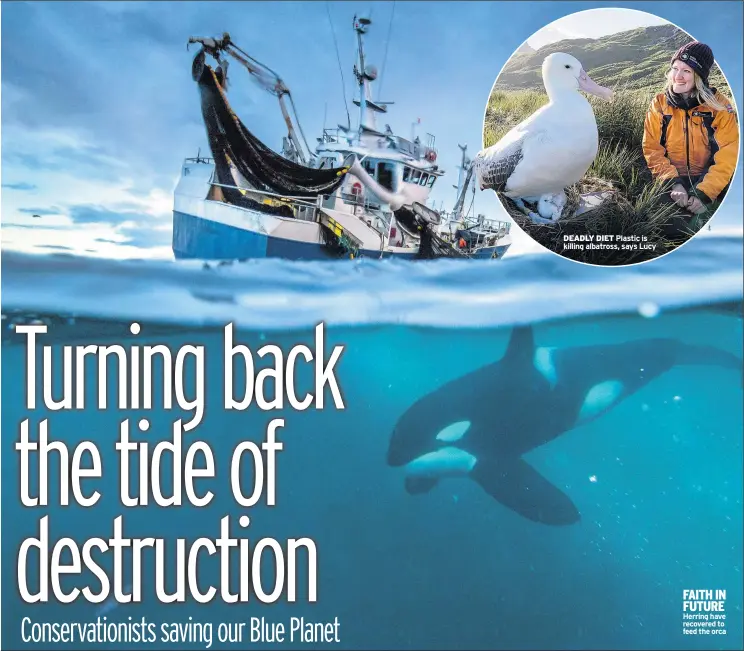  ??  ?? DEADLY DIET Plastic is killing albatross, says Lucy FAITH IN FUTURE Herring have recovered to feed the orca