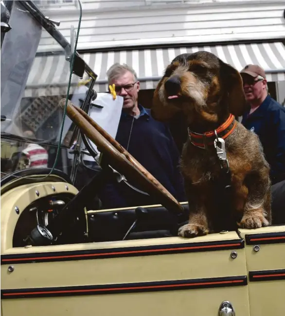  ??  ?? PÅ UTSTILLING: Hunden Shila elsker oppmerksom­heten den får når den sittet og kikker ut av en Chevrolet fra 1927. Hunden er ofte med på bilutstill­inger.
