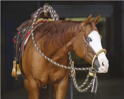  ??  ?? Mecate reins are used with bosal (bitless) bridles and are good for green horses. They can be made of mohair, mane hair or tail hair.