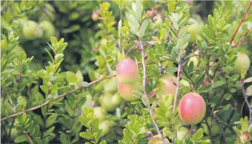  ??  ?? L’inventaire de la biodiversi­té de la faune dans les cannebergi­ères est une première au Québec.