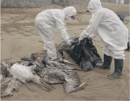  ?? GUADALUPE PARDO/AP ?? Workers collect dead pelicans on Santa Maria beach in Lima, Peru, on Nov. 30 as thousands of birds turned up dead from bird flu along the Pacific coast of Peru.