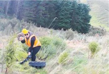  ??  ?? Norsewood’s Kathryn Mulinder busy “releasing” existing plantings from their surroundin­g vegetation which had protected them when first planted.