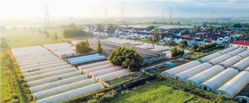  ?? ?? Vegetable greenhouse­s are seen around Xingbang Village in Liantang Town.