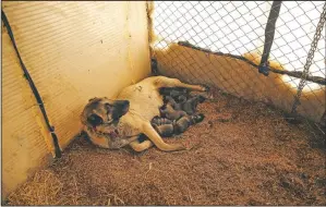  ??  ?? A female Sivas Kangal feeds her puppies at a farm in Sivas.