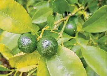  ?? Photos by Brandi Keller/Contributo­r ?? Key lime trees are the least cold hardy of the citrus plants.